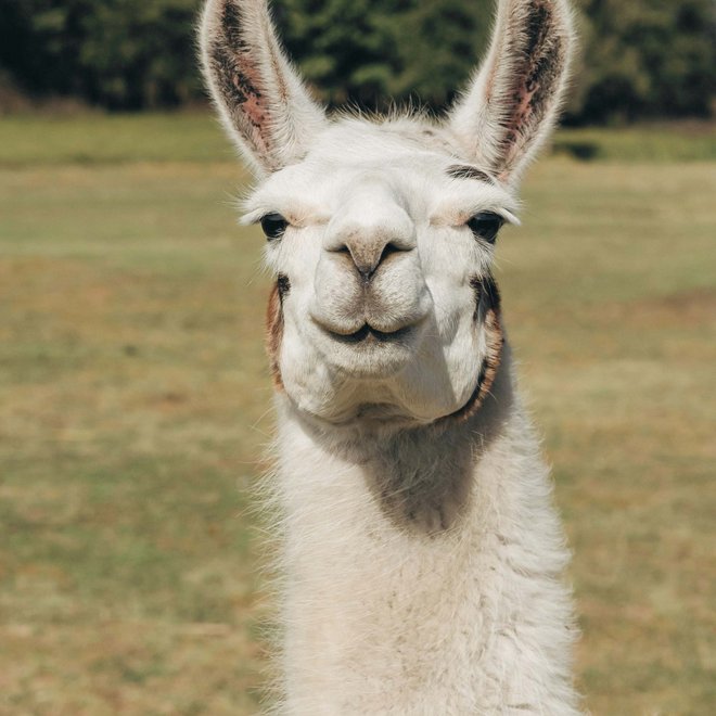 Lama- und Alpakatrekking rund um den Tratterhof Lama- und Alpakatrekking rund um den Tratterhof