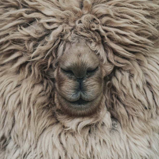 Lama- und Alpakatrekking rund um den Tratterhof Lama- und Alpakatrekking rund um den Tratterhof