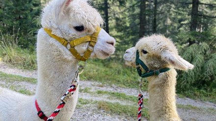 Zwei Lamas im Wald Zwei Lamas stehen sich gegenüber und schauen sich an.