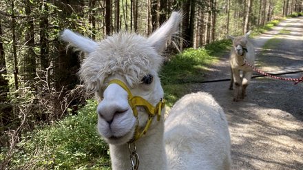 Lama auf einem Waldweg Lamaführer geht mit einer Lama auf einem Waldweg.