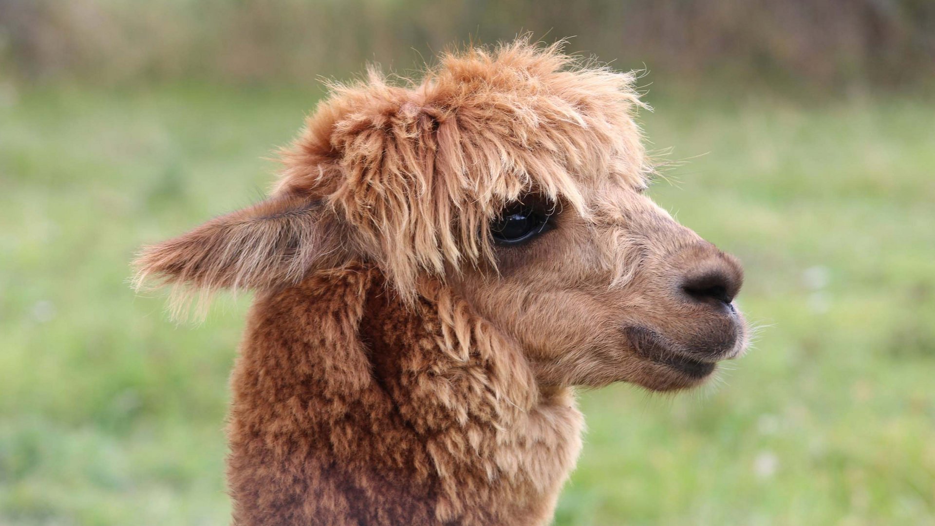 Lama- und Alpakatrekking rund um den Tratterhof Lama- und Alpakatrekking rund um den Tratterhof