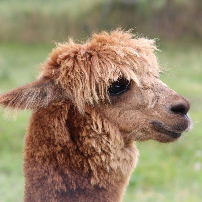 Lama- und Alpakatrekking rund um den Tratterhof Lama- und Alpakatrekking rund um den Tratterhof