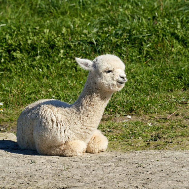 Lama- und Alpakatrekking rund um den Tratterhof Lama- und Alpakatrekking rund um den Tratterhof